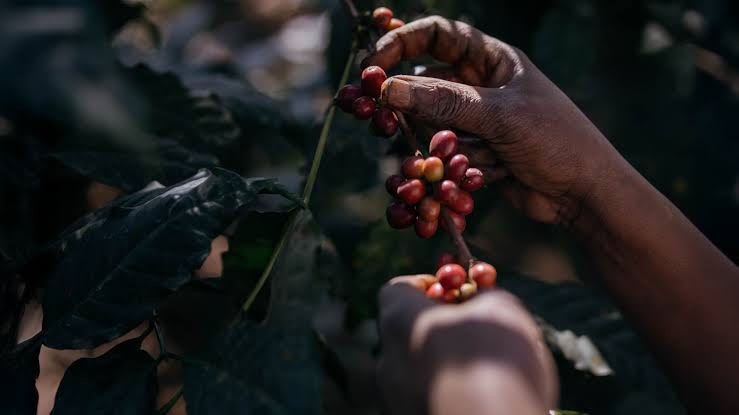 Coffee Harvesting in Tanzania