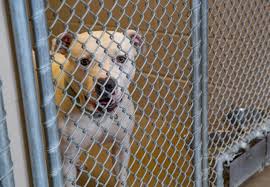 Symptoms ususally develop three to ten days after exposure to an infected animal. Kennel Cough On Rise In South Bend As Dogs Owners Return To Activity