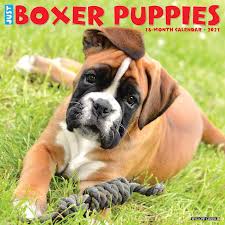 Today's puppy mill breeders operate both stateside and internationally, often breeding boxer puppies in places with far less animal cruelty. Willow Creek Press Boxer Puppies 2021 Calendar Large Petco