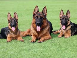 Alman Kurdu Alman Coban Kopegi German Shepherd