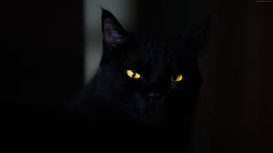 Big Black Cat Yellow Eyes Wallpaper Cat Black Yellow Eyes 4k Animals Http Www Pxwall Com Wallpaper Cat Black Yellow Eyes 4k Animals Yellow Cat Black Cat Animals