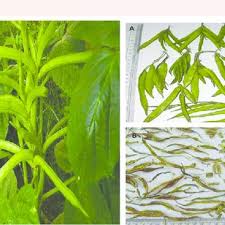 Image result for Cyamopsis tetragonoloba