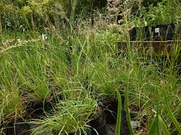 Image result for Eragrostis racemosa