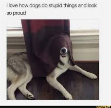 I Love How Dogs Do Stupid Things And Look So Proud Ifunny Funny Animal Memes Funny Dog Memes Cute Funny Animals