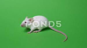 White Laboratory Mouse On A Green Background Concept Animal Experiments Stock Footage Ad Green Background Mo Animal Experiments Green Backgrounds Animals