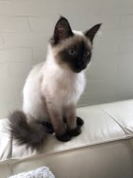 Un animal de compañia, muy sociable, dulce, alegre y bastante cariñoso. Siberian Cat Seal Point Neva Masquerade Fluffyandnudie Gatto Siberiano Gatti Razze Gatti