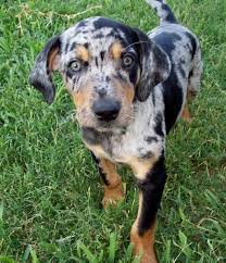 All Black Catahoula Leopard Dog Catahoula Leopard Dog Breed Information And Pictures Petguide Leopard Dog Catahoula Leopard Dog Facts Catahoula Leopard Dog
