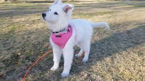 Kc reg will be fully vet checked , wormed and. Ziera White Swiss Shepherd Puppy 2 To 8 Months Youtube