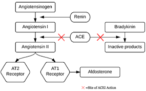 Image result for ACE Inhibitor