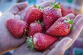 So almost exactly 27 years ago, i began my first day at. Day Neutral Strawberry Varieties Lassen Canyon Nursery