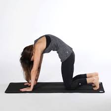 The cat pose (marjaryasana) in yoga stretches and strengthens your spine to help improve your posture and balance. Best Cat Cow Gifs Gfycat