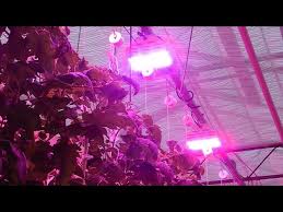 The #1 line of grow lights in the usa — htg supply value series grow lights are preferred by thousands of indoor gardeners across the country. Greenhouse Lighting Bright Lights Big Produce Youtube