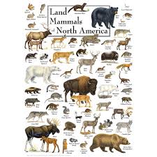 100% of their jigsaw puzzles are made in the usa. Puzzle Land Mammals Of North America Master Pieces 71973 1000 Pieces Jigsaw Puzzles Country Usa And Canada Jigsaw Puzzle