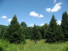 Image result for Tree plantation