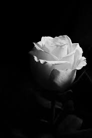 Hintergrundbilder Black And White Roses Black And White Flowers Black And White Wallpaper Das kostenlose hochauflösende foto von rose, schwarz, bank, natur, verschwommen, bäume. hintergrundbilder black and white