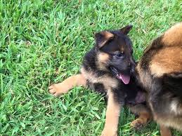 Von frohnhoefer german shepherds is located in ballston lake, ny. For Sale Shepherd Country