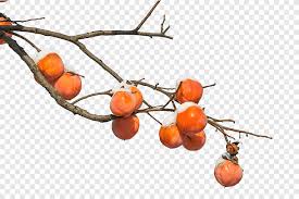 Peaches and posies 6x6 unframed 12 with a poplar wood frame sold. Persimmon Branch Fruit Winter Persimmons Food Citrus Png Pngegg
