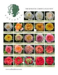 Flower Trends Forecast New Flowers