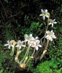 Image result for Orobanche