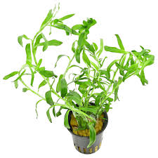 Image result for Heteranthera