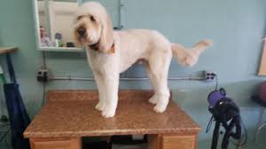 Doggies.com has not screened the listed groomers and accepts no responsibility for their reputation or quality. Lisa S Pet Grooming Home Facebook
