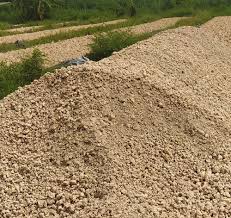 bã mì cục ở tại huyện châu thành, Tây Ninh