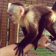 They can be 30 to 56 cm long, with tails same length as their body. Capuchin Monkey Healthy And Beautiful Price 400 Usd Piece Id 5121444