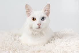 I know i've never seen a cat with brown eyes, and i can't find any examples online. Why Do Some Cats Have Different Colored Eyes