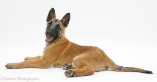 Search for pedigree puppies or rescue dogs for sale near you. Belgian Shepherd Dog Pup Photo Wp30681