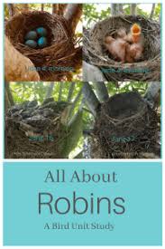 As long as the eggs are warm before hatching, and the bird receives adequate care afterward, all is well. All About Robins A Bird Unit Study Kristin Moon Science