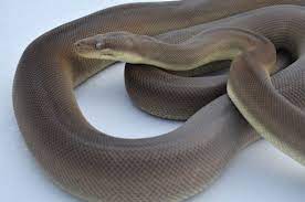 Olive Pythons At Aar Snake Photos Olive Reptiles And Amphibians