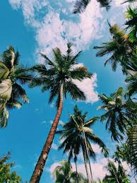 Summer Vibes Aesthetic Pictures V2 In 2020 Aesthetic Wallpapers Sky Aesthetic Aesthetic Pictures