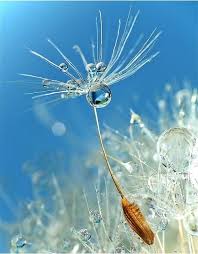 Dew Drop Nature Photography Amazing Photography Macro Photography