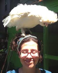 Animal Geography News