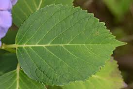 アジサイ Hydrangea Macrophylla アジサイ科 Hydrangeaceae アジサイ属 三河の植物観察
