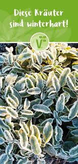 Winterhartes Krauterbeet Winterhart Winterharte Krauter Und Kaktus