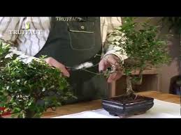 The professional bonsai tools manufacturer,master craftsman series,master's grade,professional grade,standard grade,bonsai graver,bonsai tool case. Comment Tailler Un Bonsai Toutes Les Etapes De La Taille Des Bonsais Truffaut Youtube