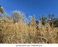 Image result for Hyparrhenia formosa