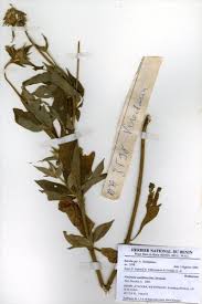 Image result for Virectaria