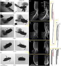 I was like sure why not? and made this thing in a couple hours. Miniaturization Re Establishes Symmetry In The Wing Folding Patterns Of Featherwing Beetles Scientific Reports