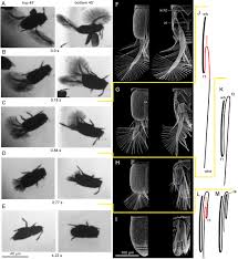 Ge9x, supplied by ge aviation Miniaturization Re Establishes Symmetry In The Wing Folding Patterns Of Featherwing Beetles Scientific Reports