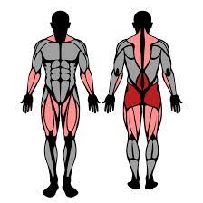 The deadlift does a good job of bulking up our superficial back muscles. How To Deadlift Technique Training And Gaining Strengthlog