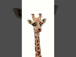 Kein Bock Auf Arbeiten Lustig Youtube Lustig Lustige Giraffe Arbeit Lustig