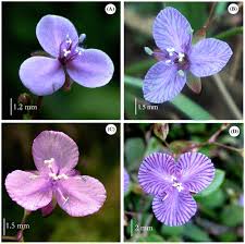 Image result for Murdannia semiteres