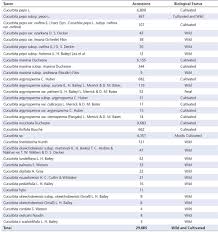 Image result for Cucumis aetheocarpus