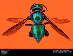 Image result for Multidentia exserta