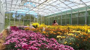 Yang ingin tinggal di kebun bunga. Gardenia Country Tomohon Resor Yang Instagramable Dodoku Gmim