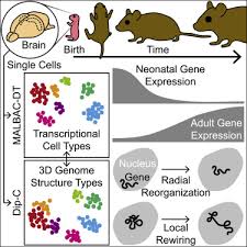Publications by authors named tan yc. Changes In Genome Architecture And Transcriptional Dynamics Progress Independently Of Sensory Experience During Post Natal Brain Development Sciencedirect