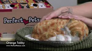 Watch this video to see our perfect petzzz review. Perfect Petzzz Orange Tabby Youtube