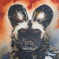 Image result for Maerua edulis